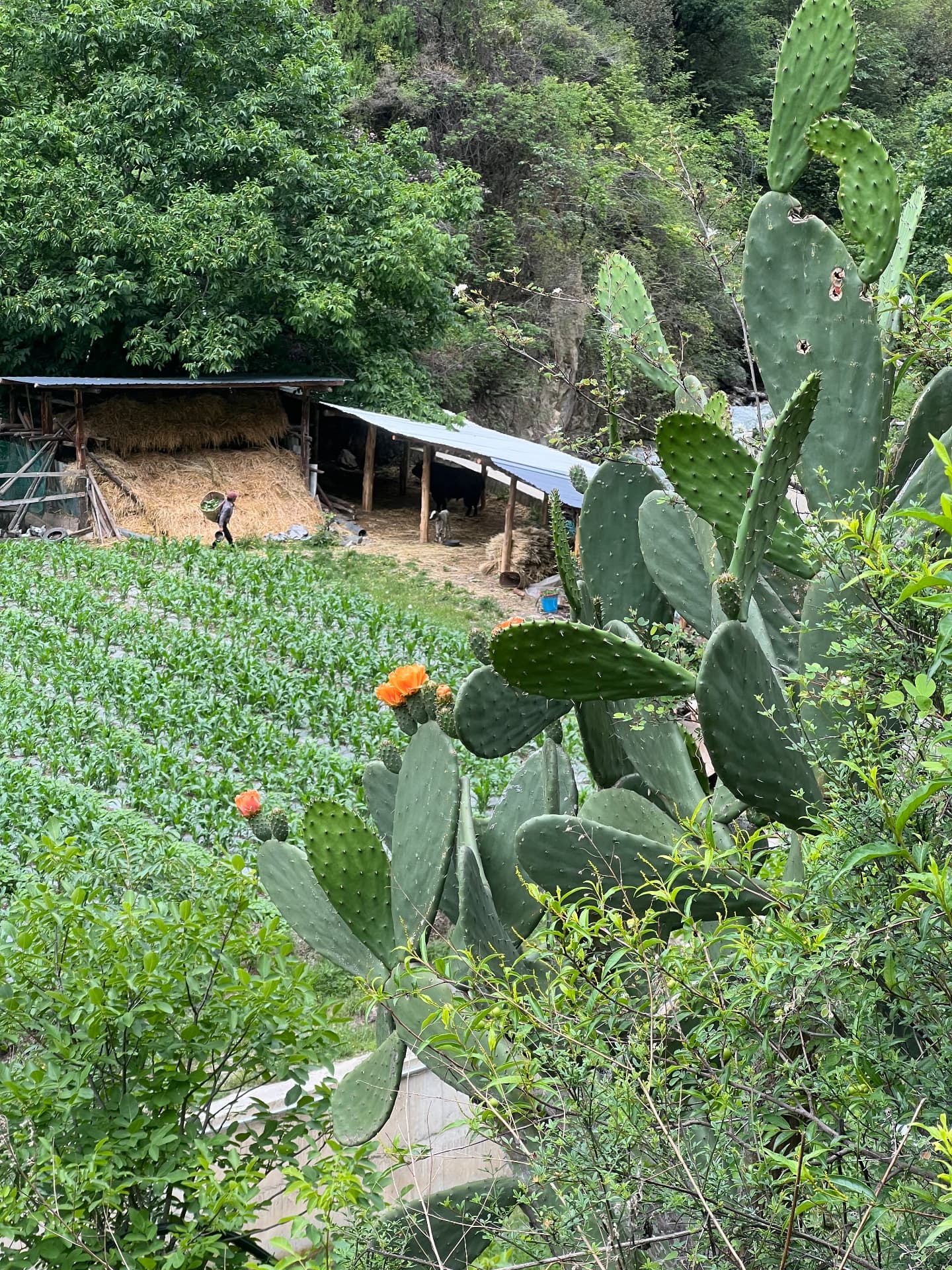 Prickly pear cactus beside mountain fields