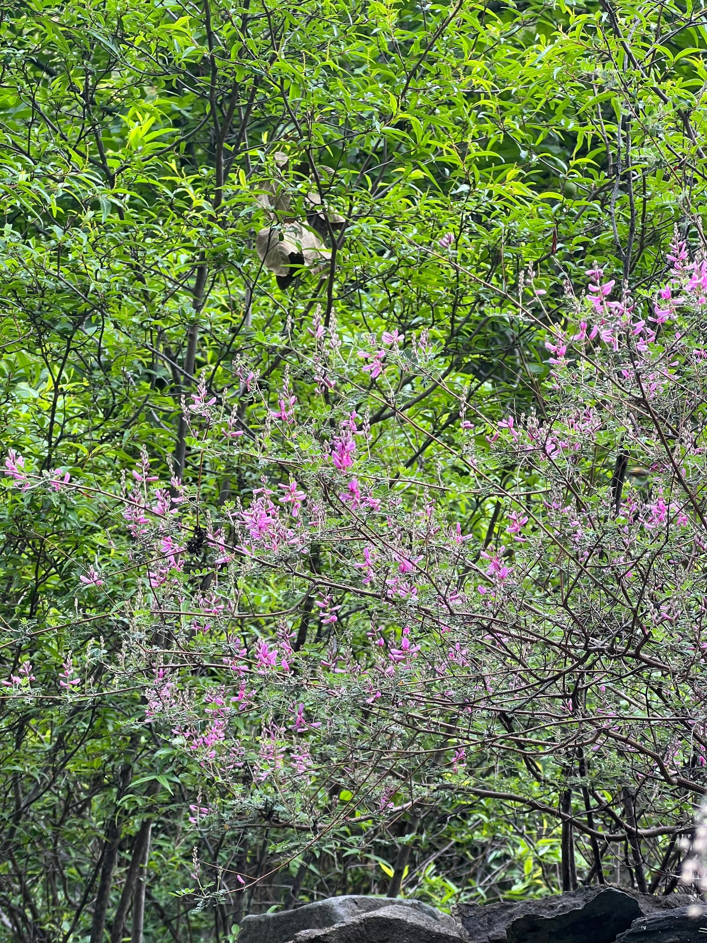 Pink wildflowers along the trail