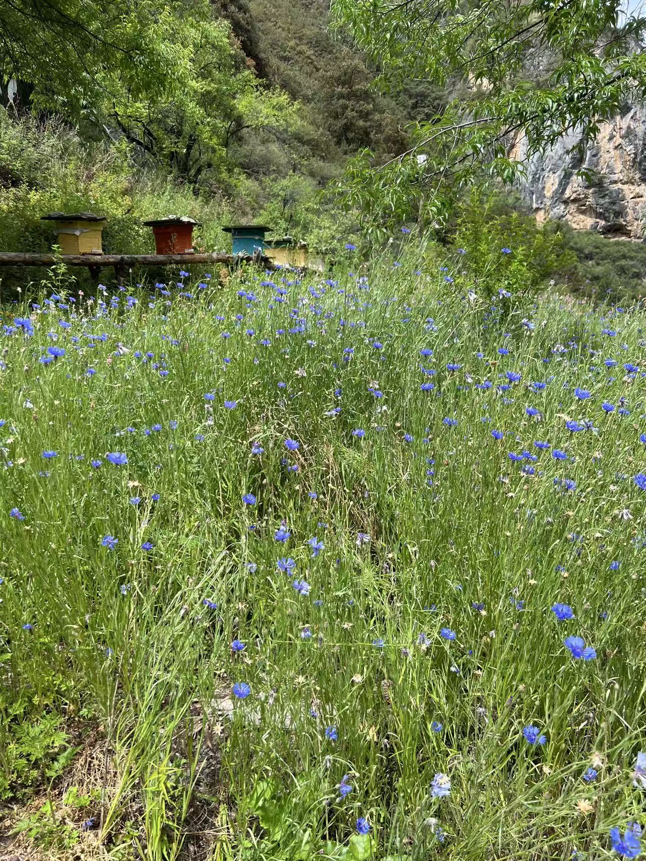 Painted beehives on wooden rails in a meadow of blue cornflowers in Benzilan Town, Diqing Tibetan Autonomous Prefecture