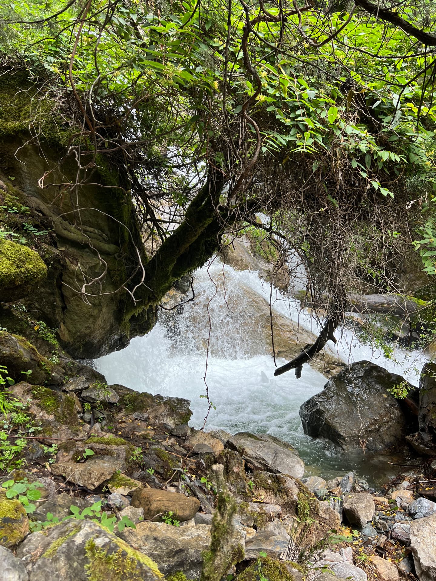 Waterfall beneath an overhanging tree